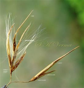  Spikelet (Opened)